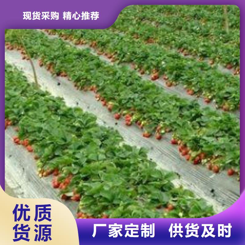草莓苗葡萄苗一站式采購商
