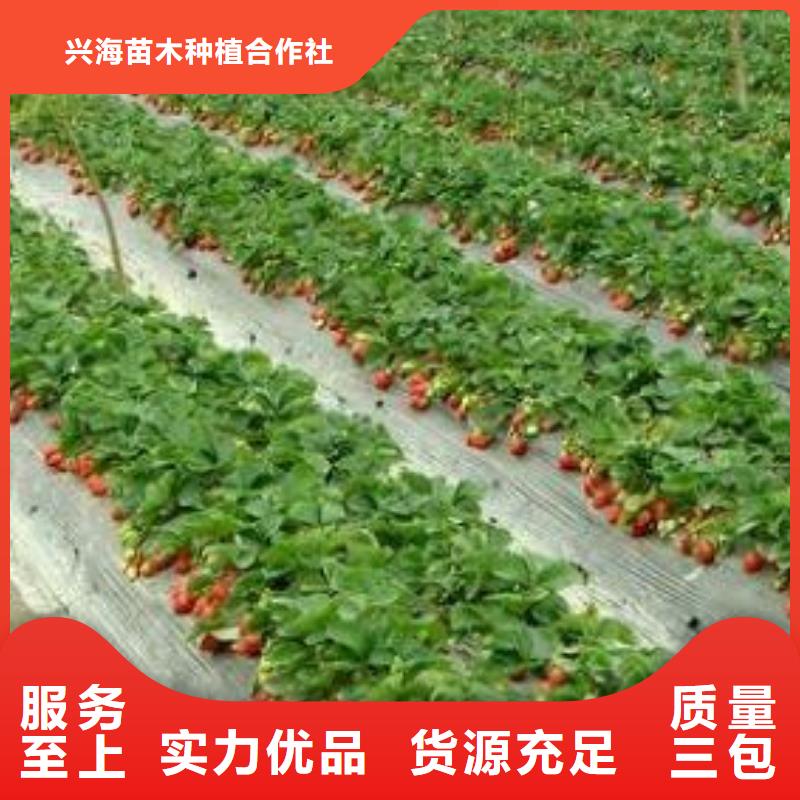【草莓苗】,花椒苗品質有保障