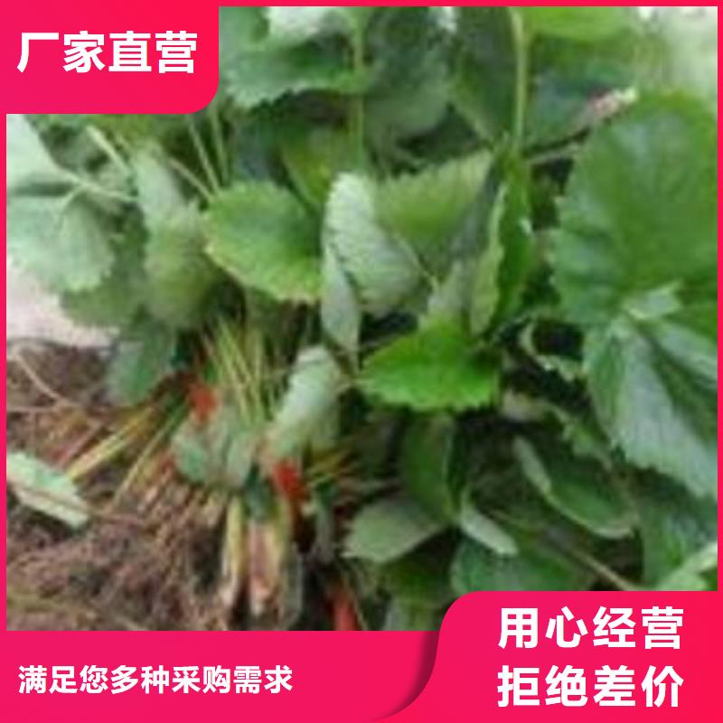 草莓苗,梨樹苗嚴選好貨