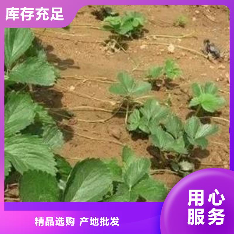 草莓苗核桃苗自有生产工厂