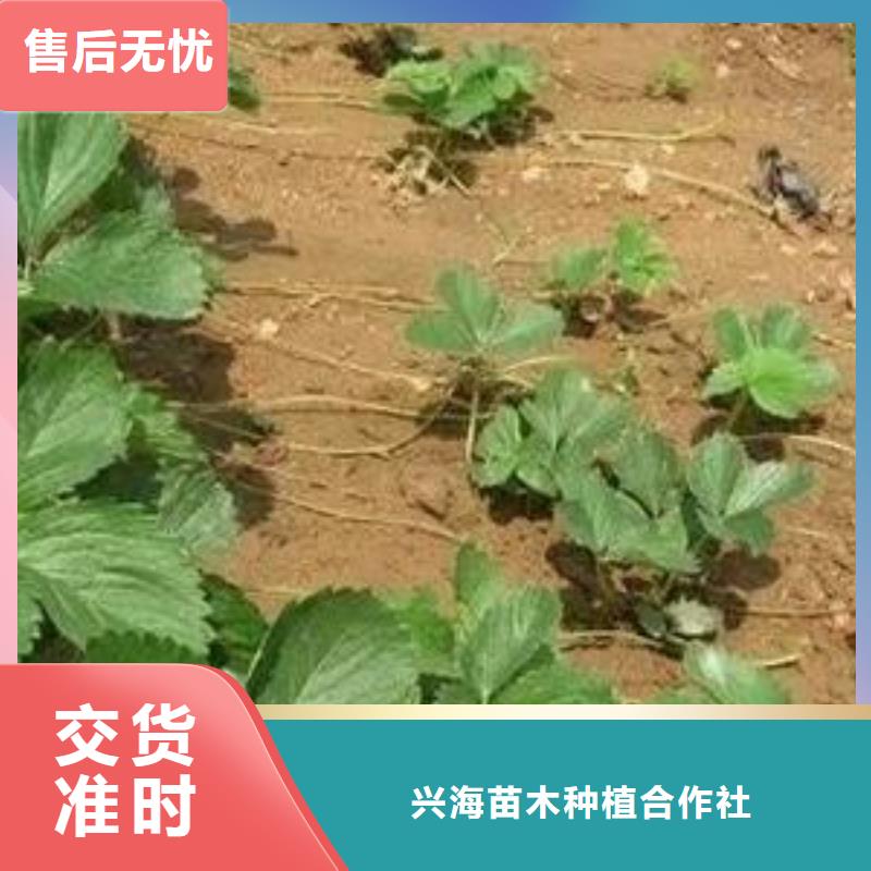 草莓苗蘋果苗銷售的是誠信