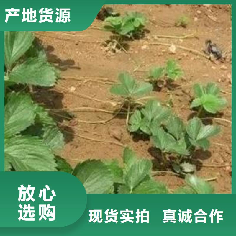 【草莓苗】梨樹苗準時交付