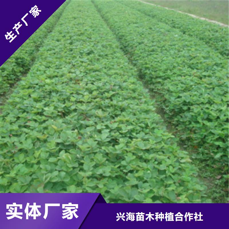 花椒苗视频-东川|盘龙|丽江|怒江|迪庆|曲靖|玉溪|西双版纳|红河花椒苗价格公道合理-兴海苗木种植社(昆明市分公司)
