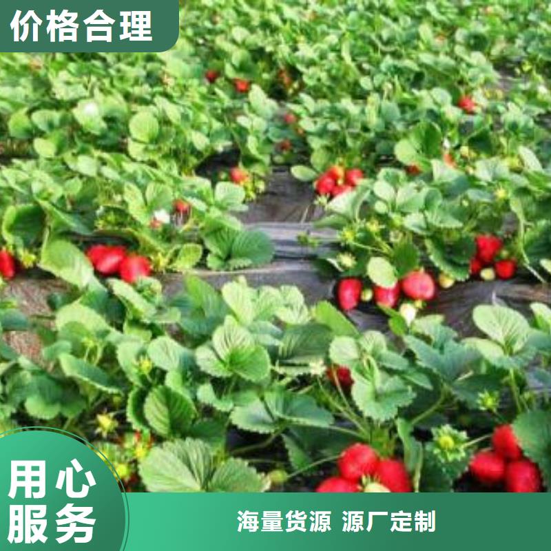 花椒苗视频-东川|盘龙|丽江|怒江|迪庆|曲靖|玉溪|西双版纳|红河花椒苗价格公道合理-兴海苗木种植社(昆明市分公司)