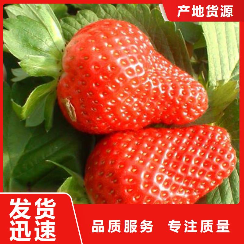 草莓苗蘋果苗銷售的是誠信