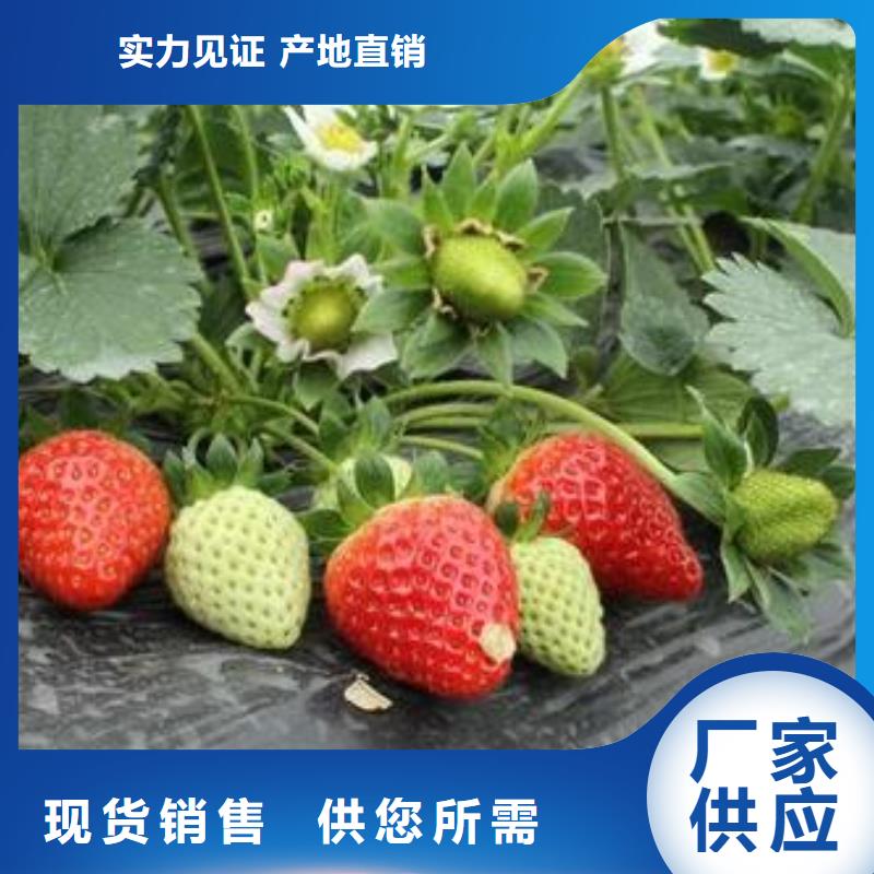 草莓苗梨樹苗用心制造