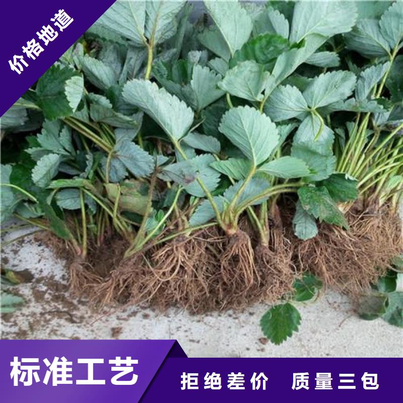 草莓苗_【藍莓苗】產地廠家直銷