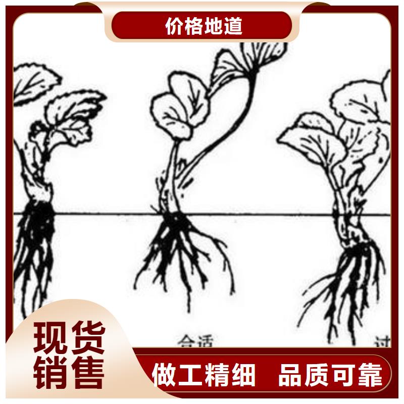 草莓苗梨树苗价格合理