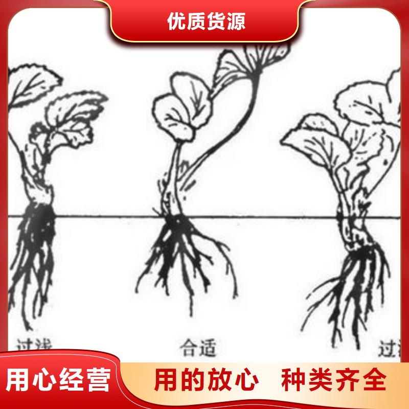 【草莓苗梨树苗实力厂家】