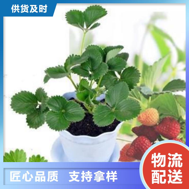 草莓苗桃树苗实力优品
