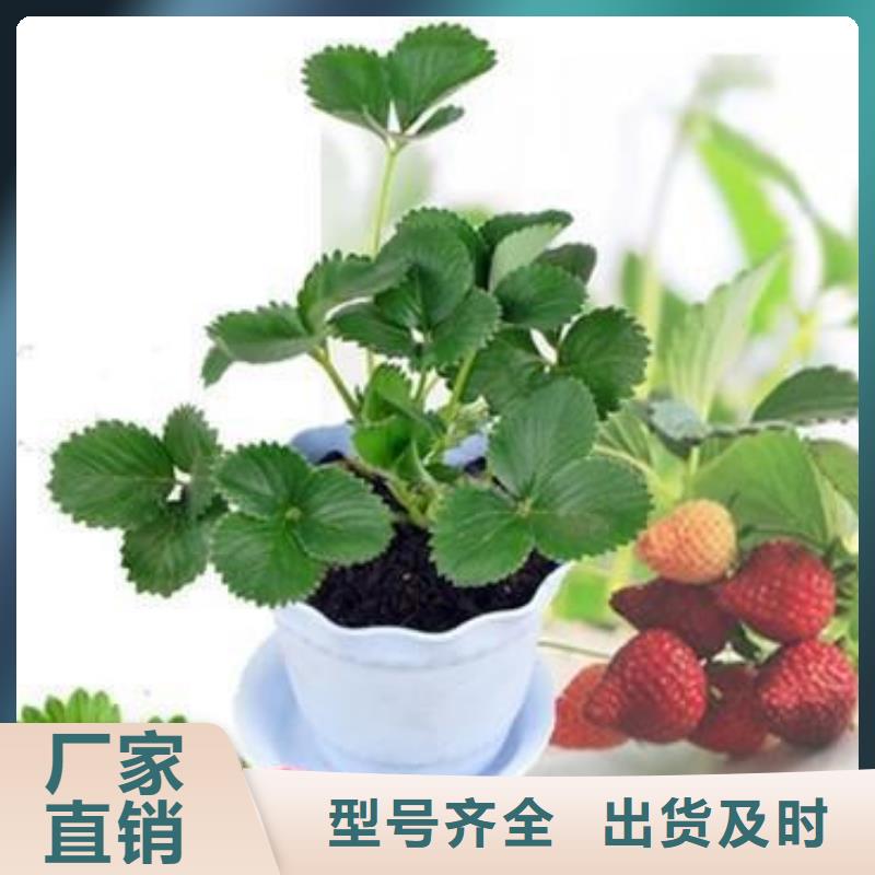 草莓苗【李子苗】自主研發
