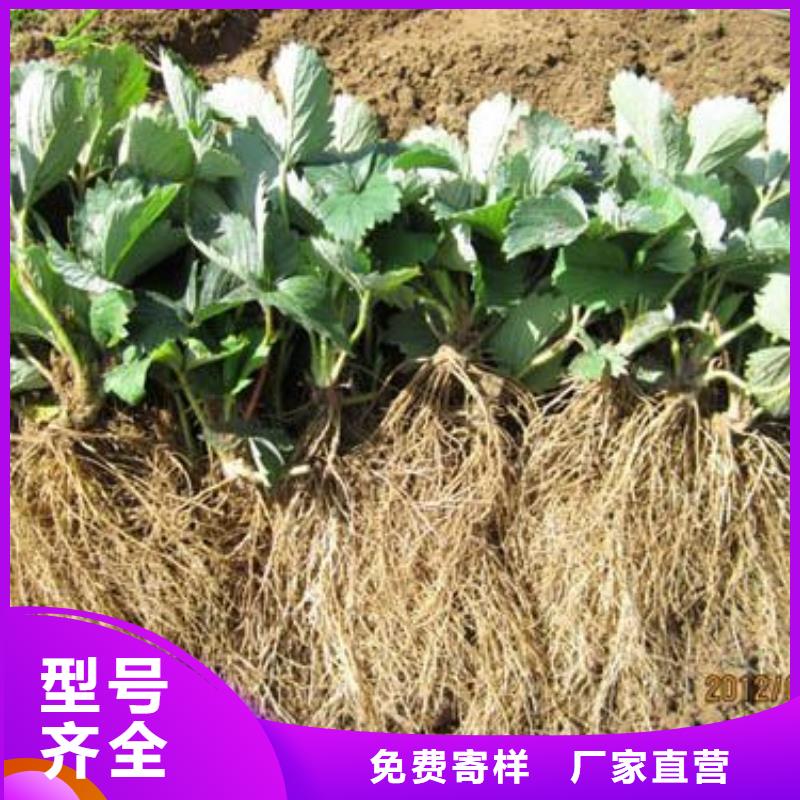 花椒苗视频-东川|盘龙|丽江|怒江|迪庆|曲靖|玉溪|西双版纳|红河花椒苗价格公道合理-兴海苗木种植社(昆明市分公司)