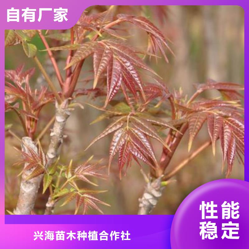 香椿苗【桃樹苗】按需定制真材實料