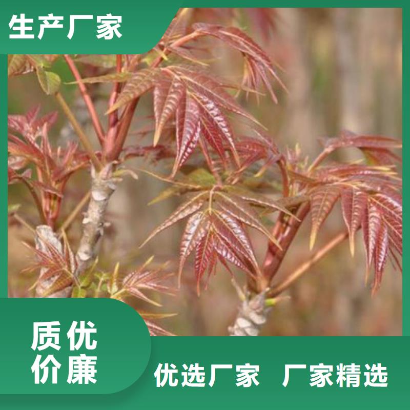 香椿苗板栗苗廠家直銷大量現貨