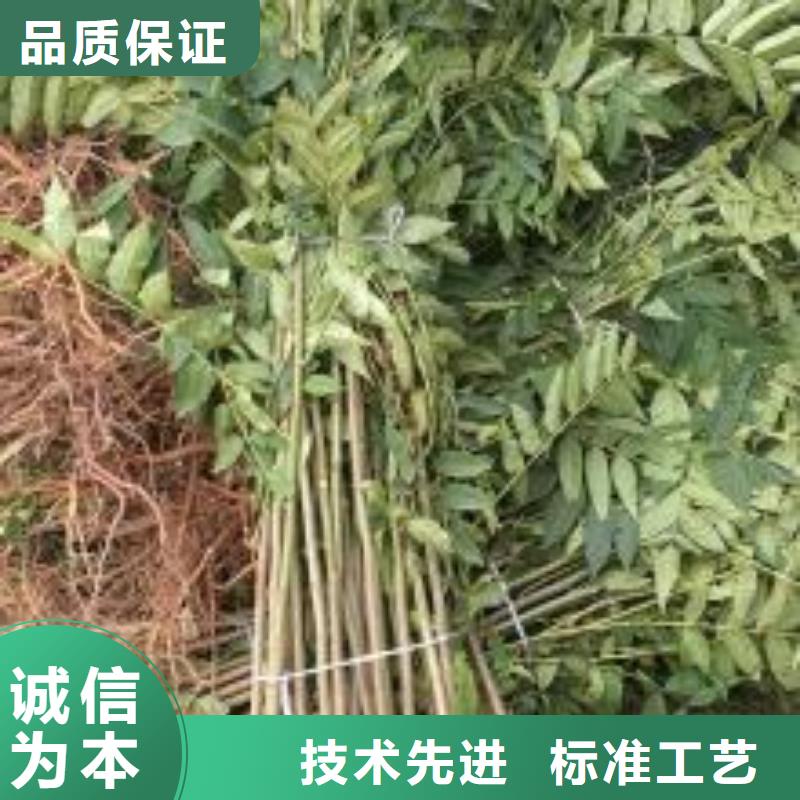 香椿苗核桃苗正規(guī)廠家