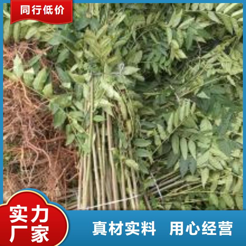 兴海花椒苗【 香椿苗梨树苗专业的生产厂家】