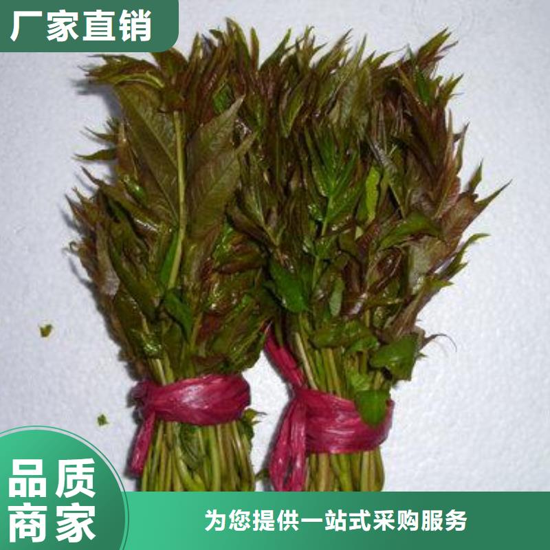 香椿苗-葡萄苗認(rèn)準(zhǔn)大品牌廠家