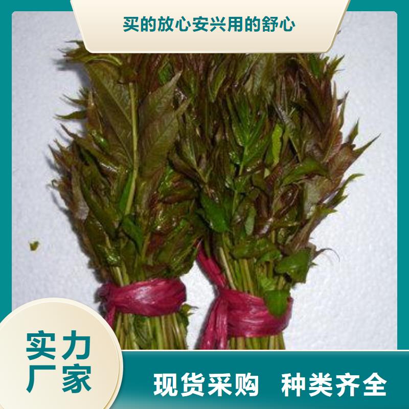 花椒苗视频-淮北市花椒苗-同城可服务区域烈山|相山|合肥|巢湖|滁州|六安