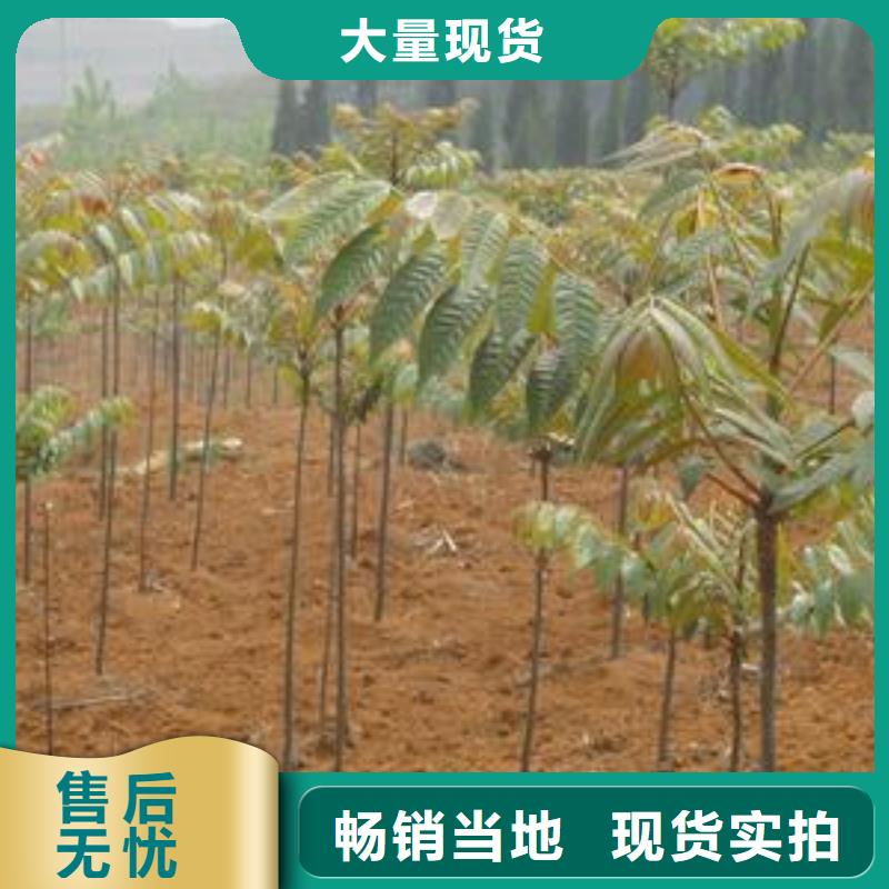 香椿苗板栗苗生產安裝