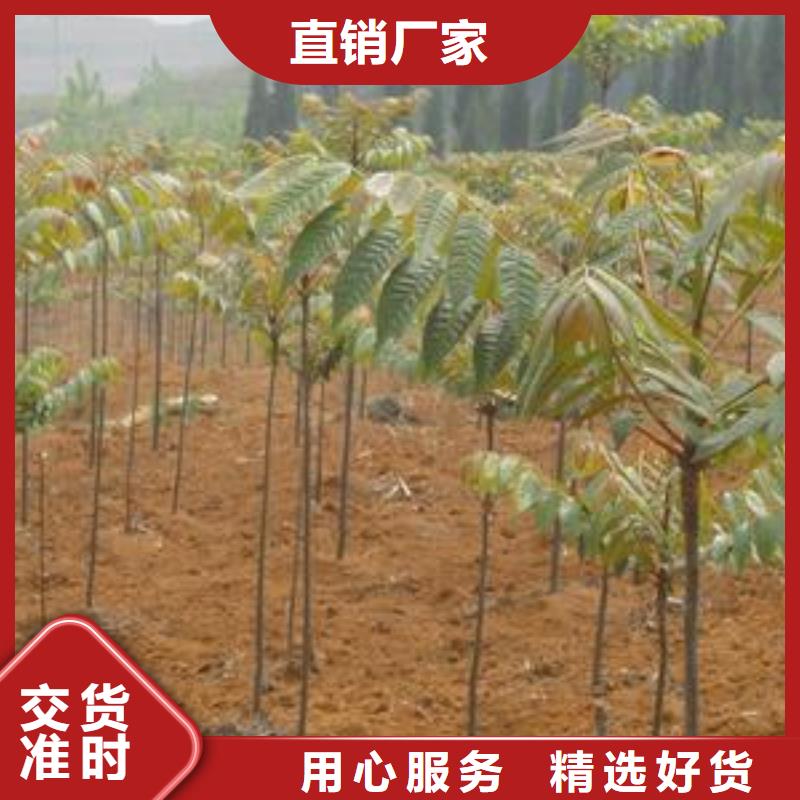 花椒苗视频-青海省海东市|海南|玉树|海西|西宁|海北|黄南|果洛花椒苗-兴海