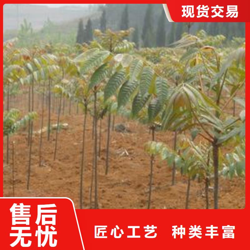 香椿苗梨樹苗直銷廠家