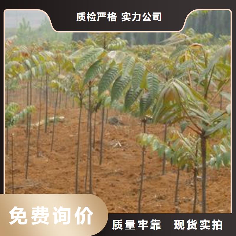 香椿苗核桃苗貼心服務
