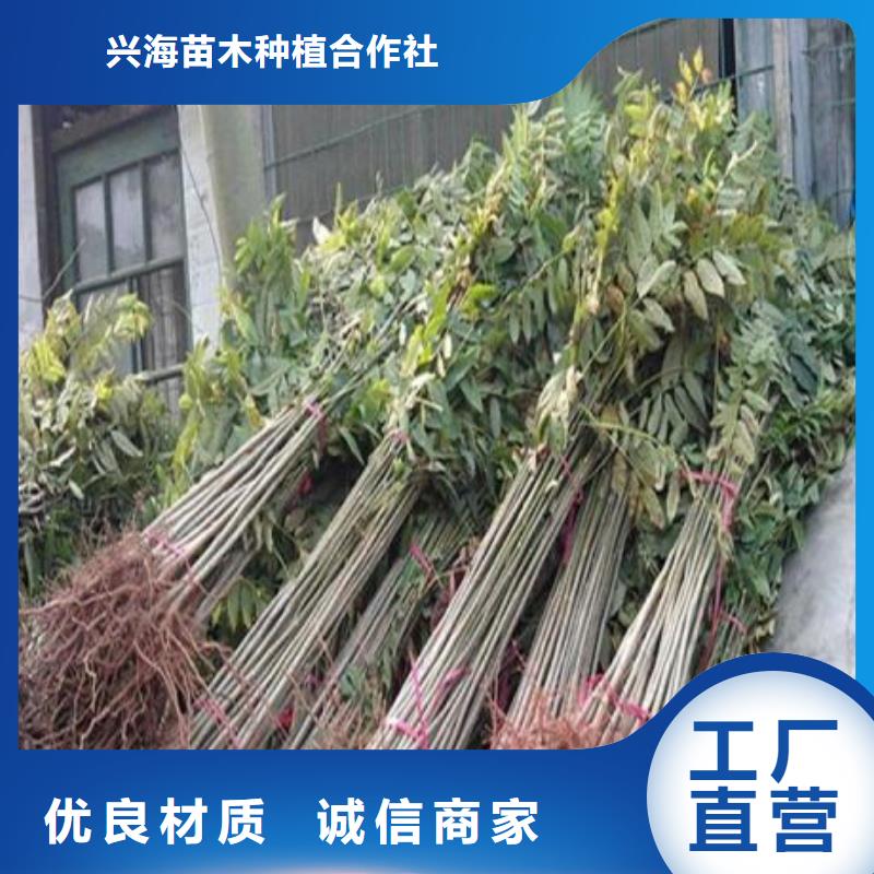 香椿苗【藍(lán)莓苗】經(jīng)驗(yàn)豐富品質(zhì)可靠