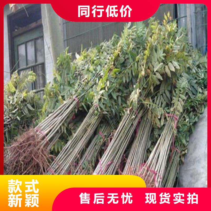 香椿苗梨樹(shù)苗源頭廠家經(jīng)驗(yàn)豐富