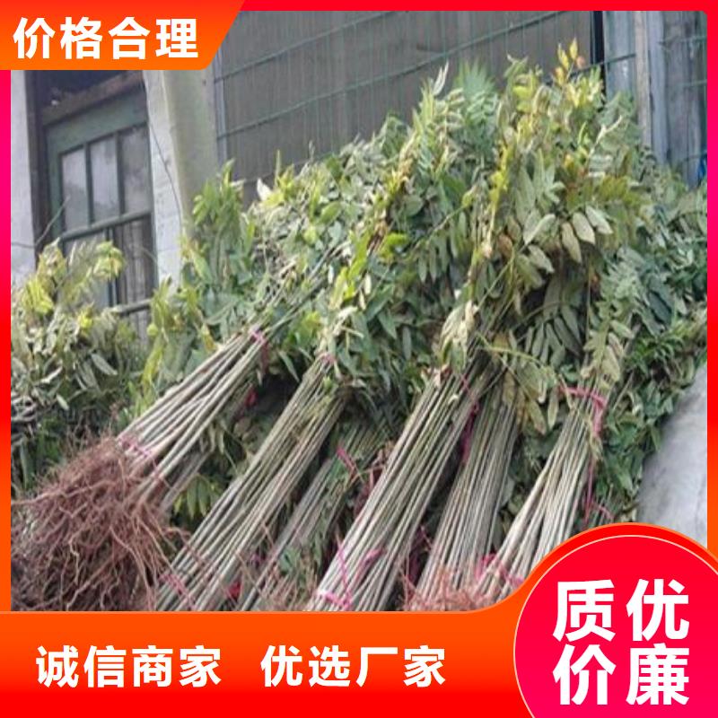 香椿苗【梨樹苗】專注品質