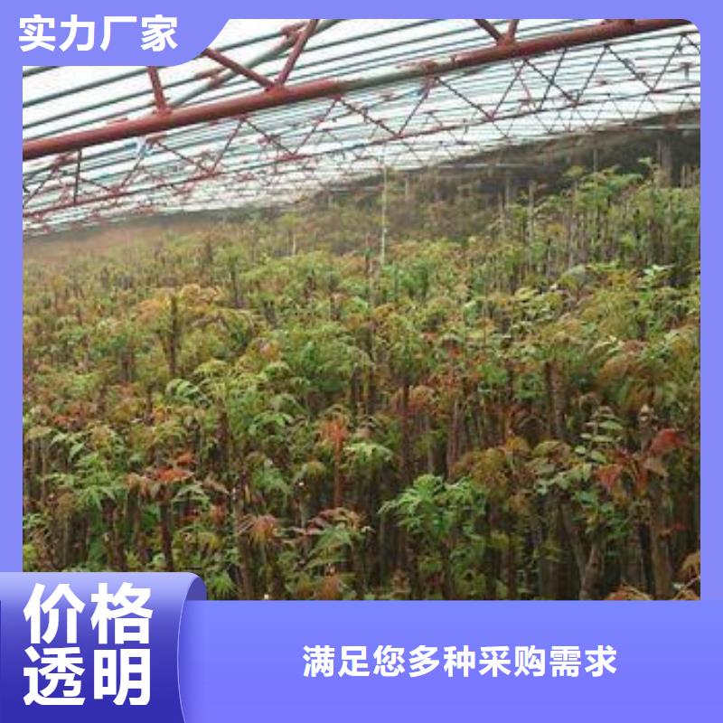 香椿苗【梨樹苗】專注品質