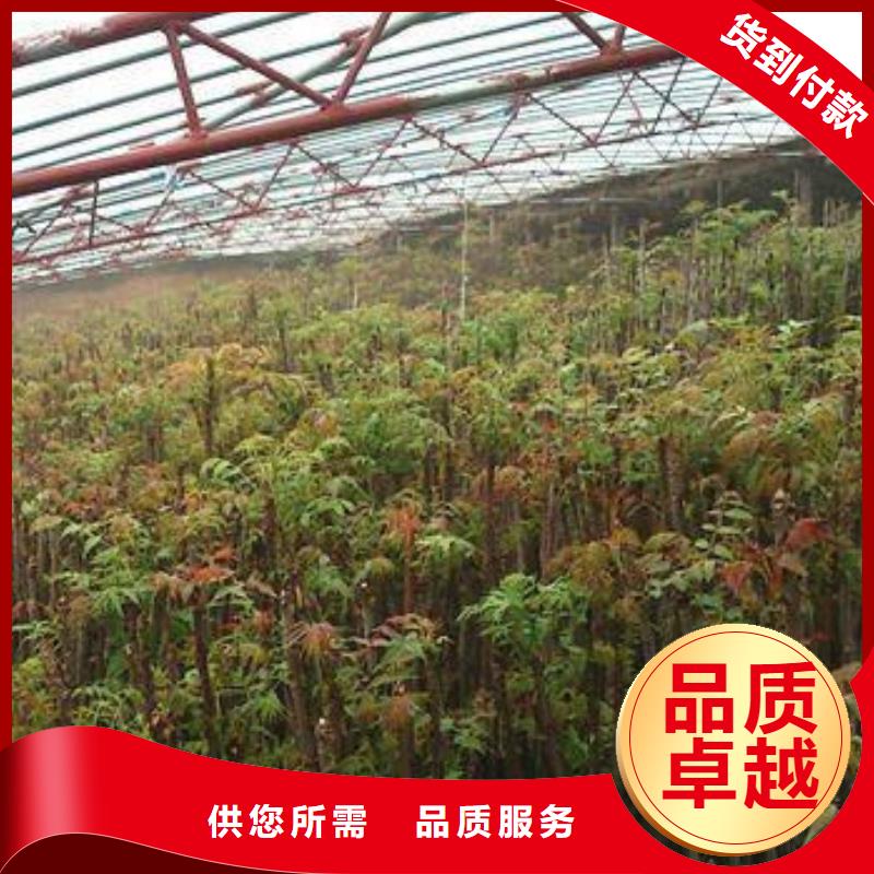 【香椿苗-桃樹苗一站式采購方便省心】