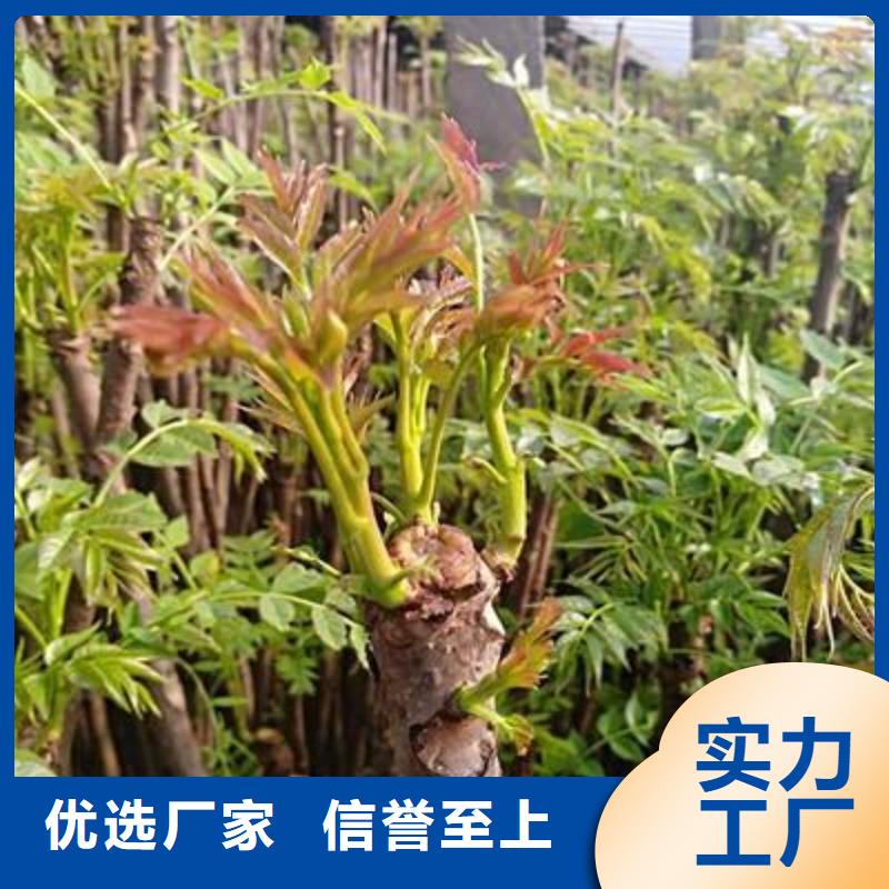 香椿苗梨树苗有口皆碑