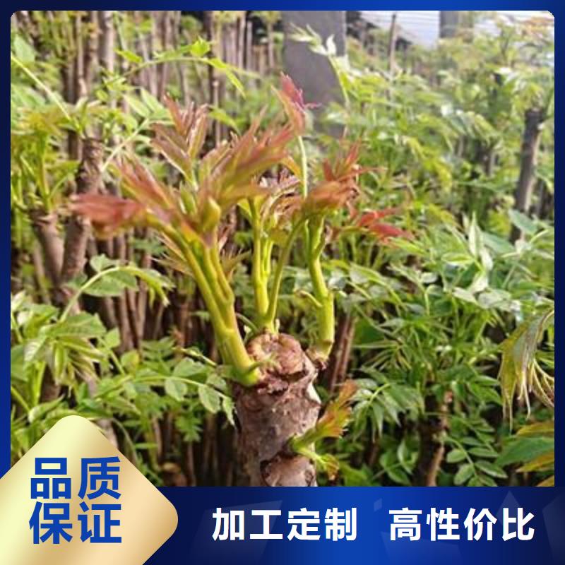 香椿苗【梨樹苗】專注品質