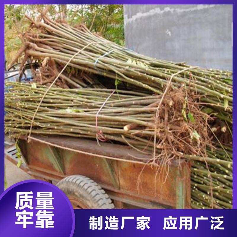 香椿苗核桃苗多種場景適用
