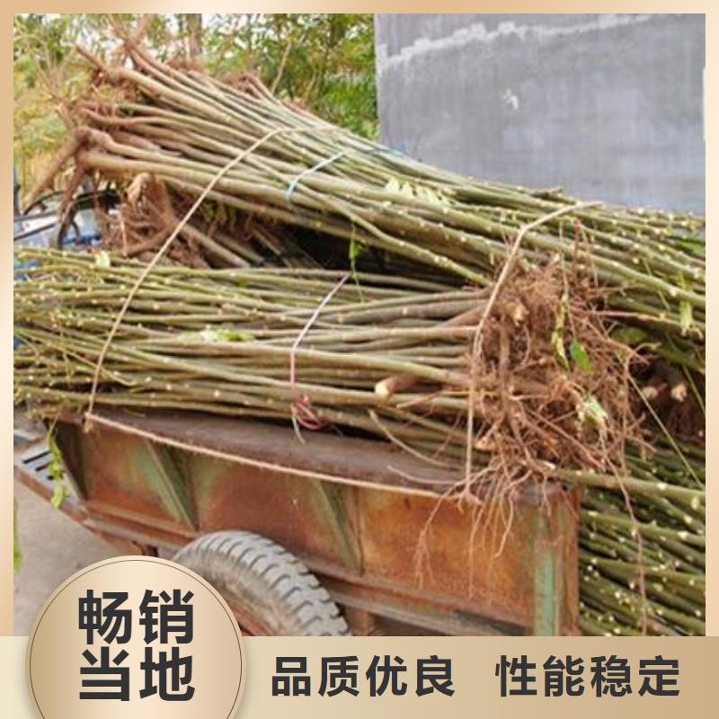 香椿苗-核桃苗專注細節專注品質