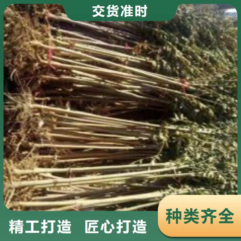香椿苗_核桃苗多種優勢放心選擇