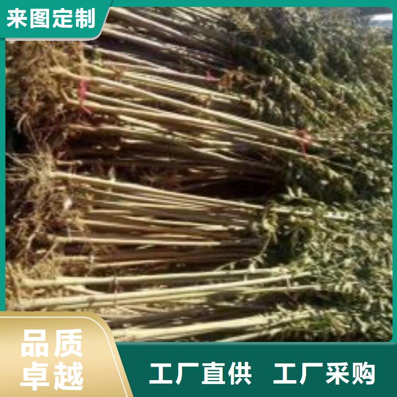 香椿苗蓝莓苗联系厂家