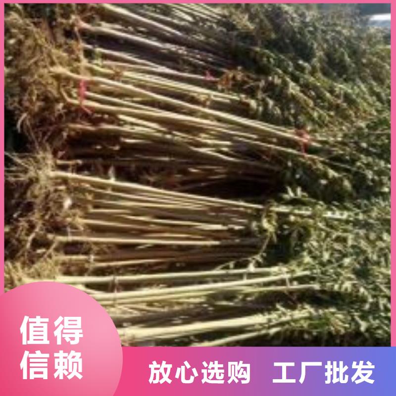 花椒苗视频-青海省海东市|海南|玉树|海西|西宁|海北|黄南|果洛花椒苗-兴海