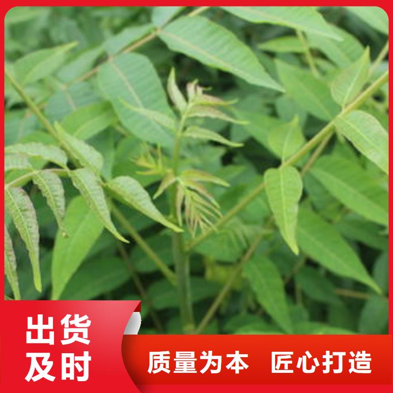 【香椿苗】花椒苗专业生产团队