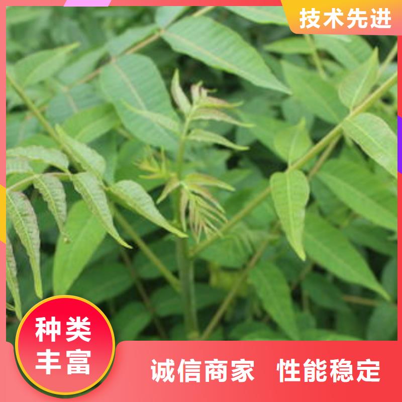 香椿苗板栗苗廠家直銷大量現貨