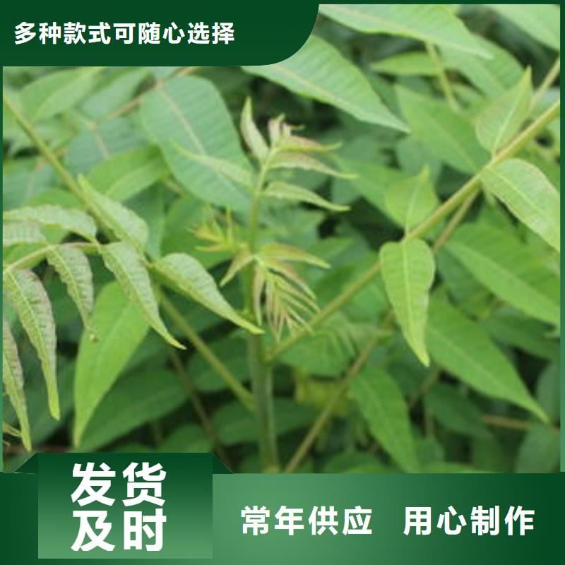 花椒苗视频-青海省海东市|海南|玉树|海西|西宁|海北|黄南|果洛花椒苗-兴海