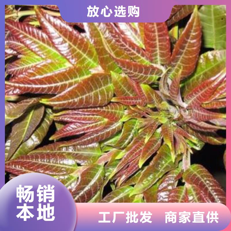 香椿苗蓝莓苗联系厂家