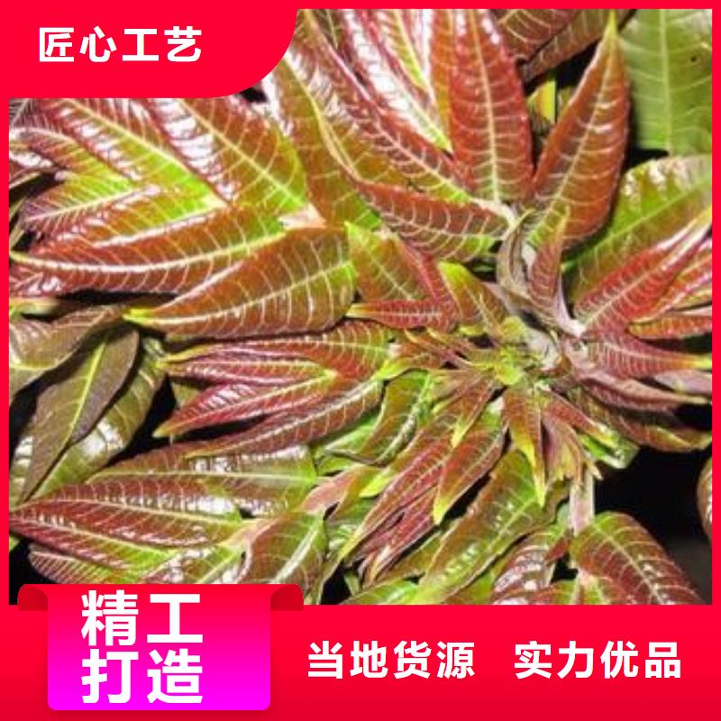 【香椿苗】藍(lán)莓苗自產(chǎn)自銷