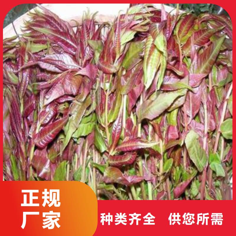 【香椿苗】梨樹苗工廠批發