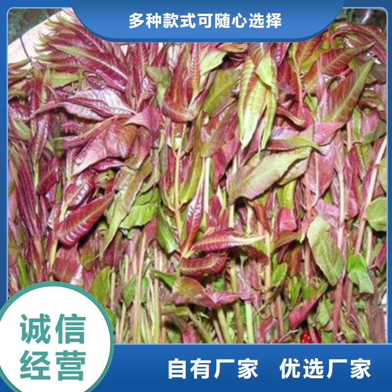 香椿苗梨樹苗有口皆碑