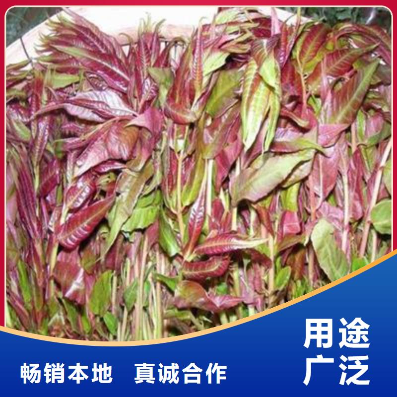 香椿苗【藍(lán)莓苗】經(jīng)驗(yàn)豐富品質(zhì)可靠