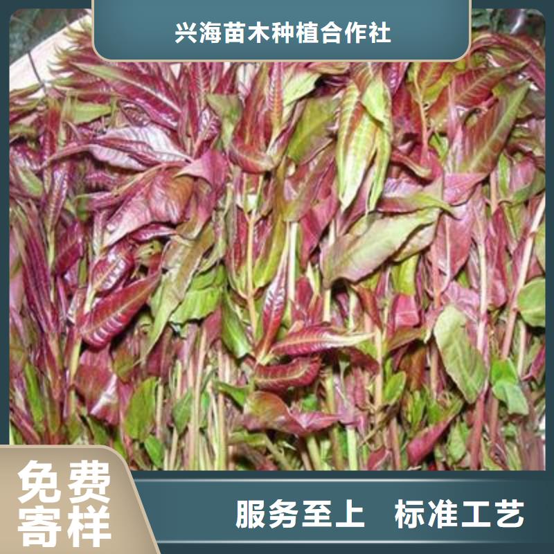 香椿苗板栗苗廠家直銷大量現貨