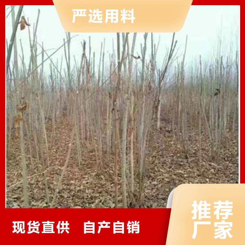 香椿苗核桃苗多種場景適用