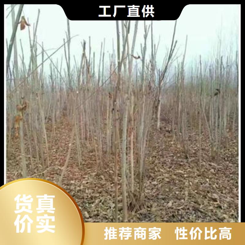 香椿苗核桃苗免费回电