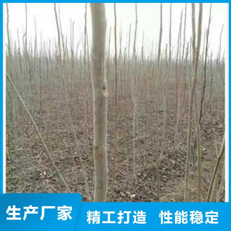 香椿苗【梨樹苗】好產品放心購